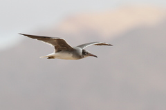 Ichthyaetus leucophthalmus