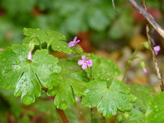 Geranium lucidum