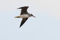 Ichthyaetus leucophthalmus