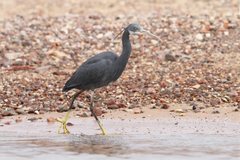 Egretta gularis