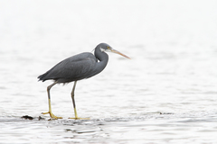 Egretta gularis