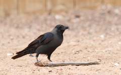 Corvus splendens