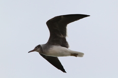 Ichthyaetus leucophthalmus