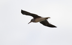 Ichthyaetus leucophthalmus