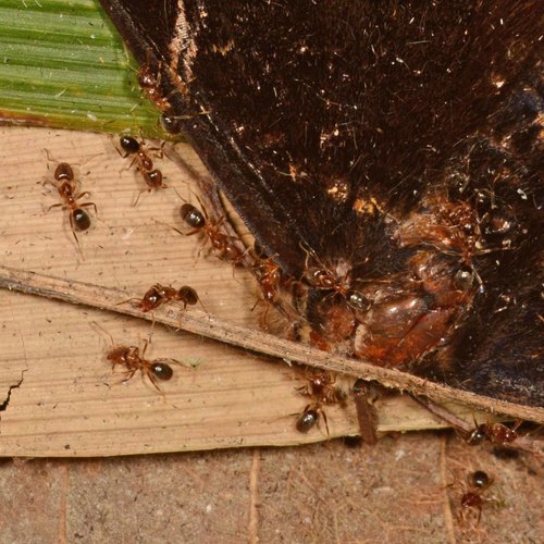 平滑菲臭蚁Philidris laevigata
