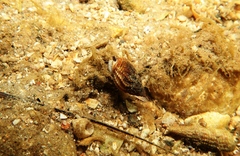 Nassarius pauperatus