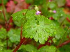 Geranium lucidum