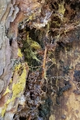 Buchwaldoboletus sphaerocephalus