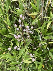 Swertia macrosperma