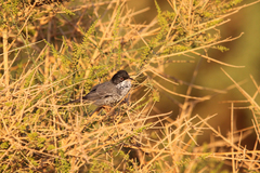 Curruca melanothorax