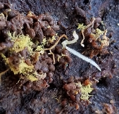 Buchwaldoboletus sphaerocephalus