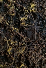 Buchwaldoboletus sphaerocephalus