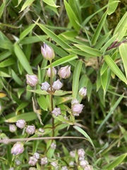 Swertia macrosperma