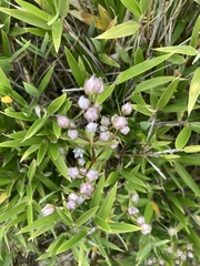 Swertia macrosperma