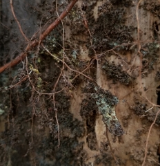 Buchwaldoboletus sphaerocephalus