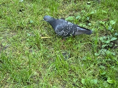 Columba livia domestica
