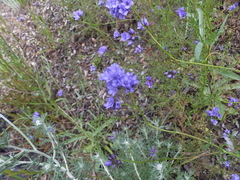 Gilia achilleifolia