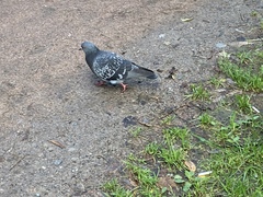 Columba livia domestica