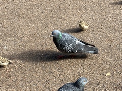 Columba livia domestica
