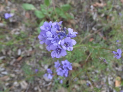 Gilia achilleifolia