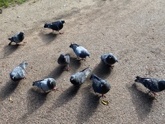 Columba livia domestica