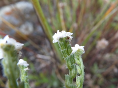 Cryptantha flaccida