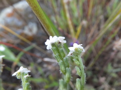 Cryptantha flaccida