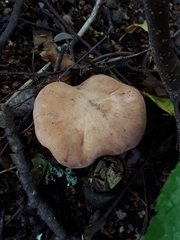 Rhodocybe gemina