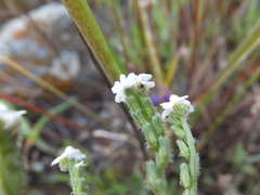 Cryptantha flaccida
