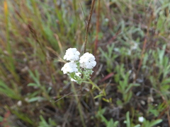 Cryptantha flaccida