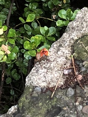 Chiromantes haematocheir