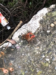 Chiromantes haematocheir