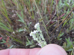 Cryptantha flaccida