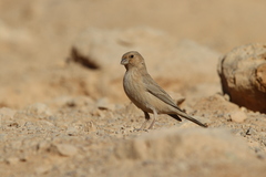 Carpodacus synoicus