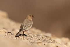 Carpodacus synoicus
