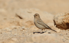 Carpodacus synoicus