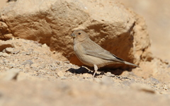 Carpodacus synoicus