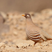 Sand Partridge - Photo (c) Christoph Moning, some rights reserved (CC BY), uploaded by Christoph Moning