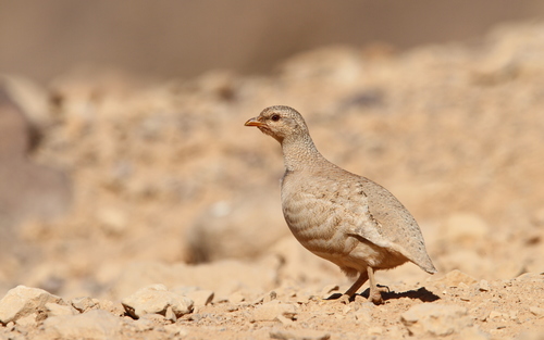 Sand Partridge
