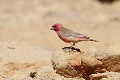 Carpodacus synoicus