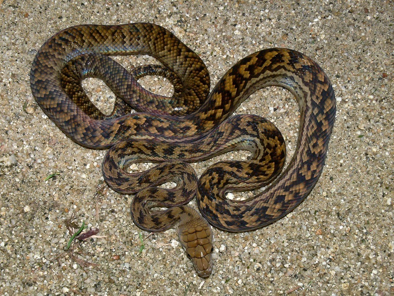 Scrub Python