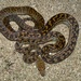 Australian Scrub Python - Photo (c) dhfischer, some rights reserved (CC BY-NC), uploaded by dhfischer
