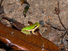 Litoria fallax