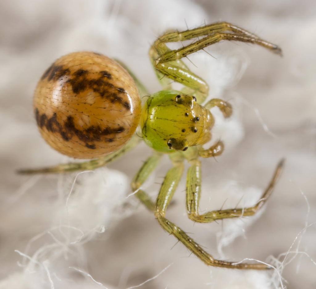 Lysiteles