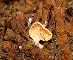 Panellus ligulatus