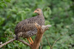 Pternistis icterorhynchus