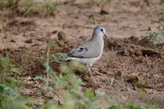 Turtur abyssinicus