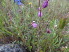 Streptanthus glandulosus glandulosus