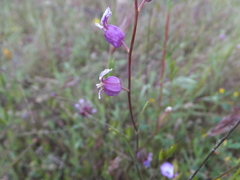 Streptanthus glandulosus glandulosus