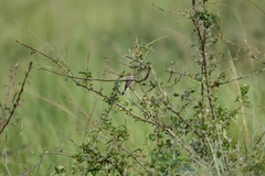 Estrilda troglodytes
